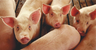Porcii domestici pot deveni vectori de transmitere a pestei porcine africane.