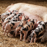 Caractere de reproducţie la porci