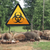 Norme privind suspectarea bolilor infecţioase la porci