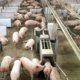 Norme privind protecţia porcilor în ferme