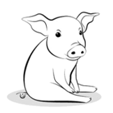 Caractere de producţie la porci
