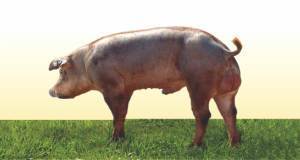 Rasa Duroc