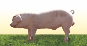 Rasa Landrace